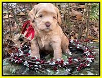 Hunnie Checkers Rebel 4 week old 421