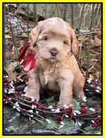 Hunnie Checkers Rebel 4 week old 431