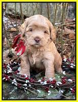 Hunnie Checkers Rebel 4 week old 441