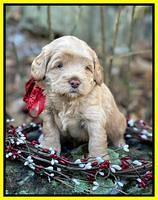 Hunnie Checkers Rebel 4 week old 451