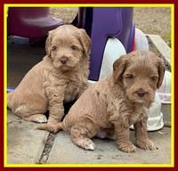Hunnie Checkers Rebel 5 week old 271