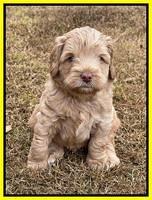 Hunnie Checkers Rebel 5 week old 291