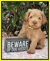 Hunnie Checkers Rebel 6 week old 361