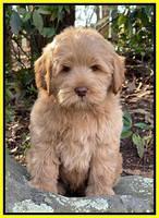 hunnie checkers rebel 8 weeks old 175000