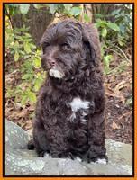Kamanski family: "BO" 8 week weight 4 lbs 8 oz
