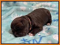 Hunnie Checkers Rebel 1 week old 211