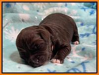 Hunnie Checkers Rebel 1 week old 221