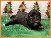 Hunnie Checkers Rebel 2 week old 261