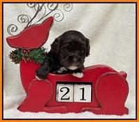 Hunnie Checkers Rebel 3 week old 321