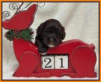 Hunnie Checkers Rebel 3 week old 331