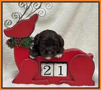 Hunnie Checkers Rebel 3 week old 341