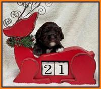 Hunnie Checkers Rebel 3 week old 351