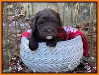 Hunnie Checkers Rebel 4 week old 471