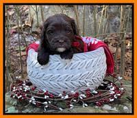 Hunnie Checkers Rebel 4 week old 481