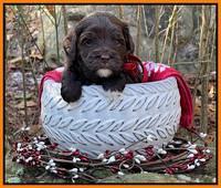 Hunnie Checkers Rebel 4 week old 491