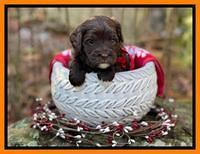 Hunnie Checkers Rebel 4 week old 501