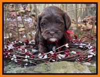 Hunnie Checkers Rebel 4 week old 511