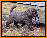 Hunnie Checkers Rebel 5 week old 371