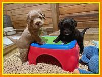 Hunnie Checkers Rebel 5 week old 381