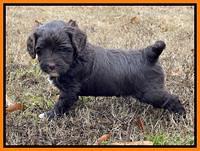 Hunnie Checkers Rebel 5 week old 401