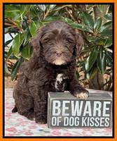 Hunnie Checkers Rebel 6 week old 401