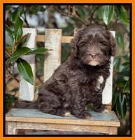 Hunnie Checkers Rebel 6 week old 441
