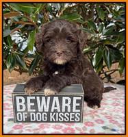 Hunnie Checkers Rebel 6 week old 451