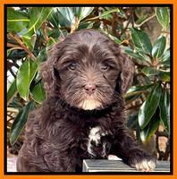 Hunnie Checkers Rebel 6 week old 461