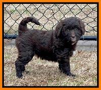 Hunnie Checkers Rebel 7 week old 341