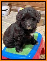 Hunnie Checkers Rebel 7 week old 371