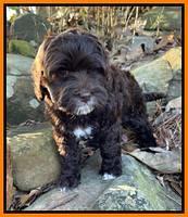 Hunnie Checkers Rebel 8 week old 11320