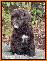 Hunnie Checkers Rebel 8 week old 21320