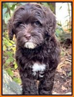 Hunnie Checkers Rebel 8 week old 41320
