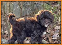 Hunnie Checkers Rebel 8 week old 51320