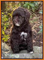 Hunnie Checkers Rebel 8 week old 61320
