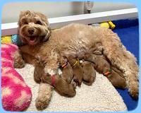 Hunnie Patrick Parson Newborn 11