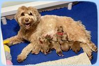 Hunnie Patrick Parson Newborn 1200