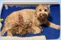 Hunnie Patrick Parson Newborn 2200