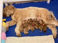 Hunnie Patrick Parson Newborn 31