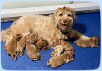 Hunnie Patrick Parson pups 1 wk old 181
