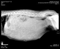 Hunnie preg xray day 57 preg 1