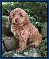 Individual puppy photos