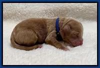 Hunnie Patrick Parson Newborn 51