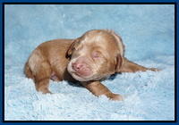 Hunnie Patrick Parson pups 1 wk old 11