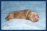 Hunnie Patrick Parson pups 1 wk old 21
