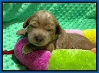 Hunnie Patrick Parson pups 2 wks old 21