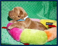 Hunnie Patrick Parson pups 2 wks old 31