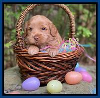 Hunnie Patrick Parson pups 4 wks old 21