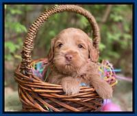 Hunnie Patrick Parson pups 4 wks old 41