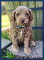 Hunnie Patrick Parson pups 5 wks old 41